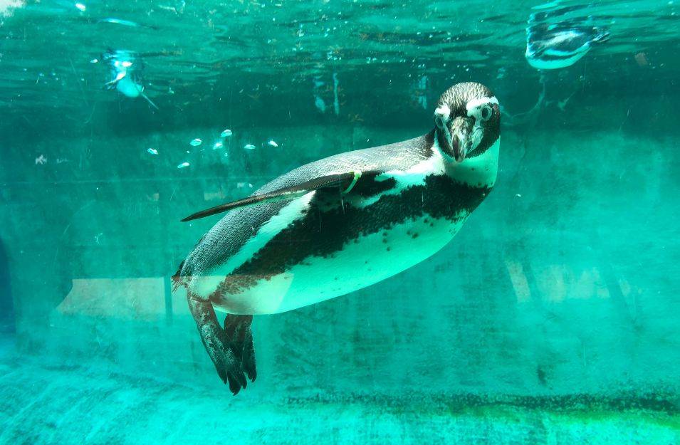 pinguin im zoo © Katie Goettle