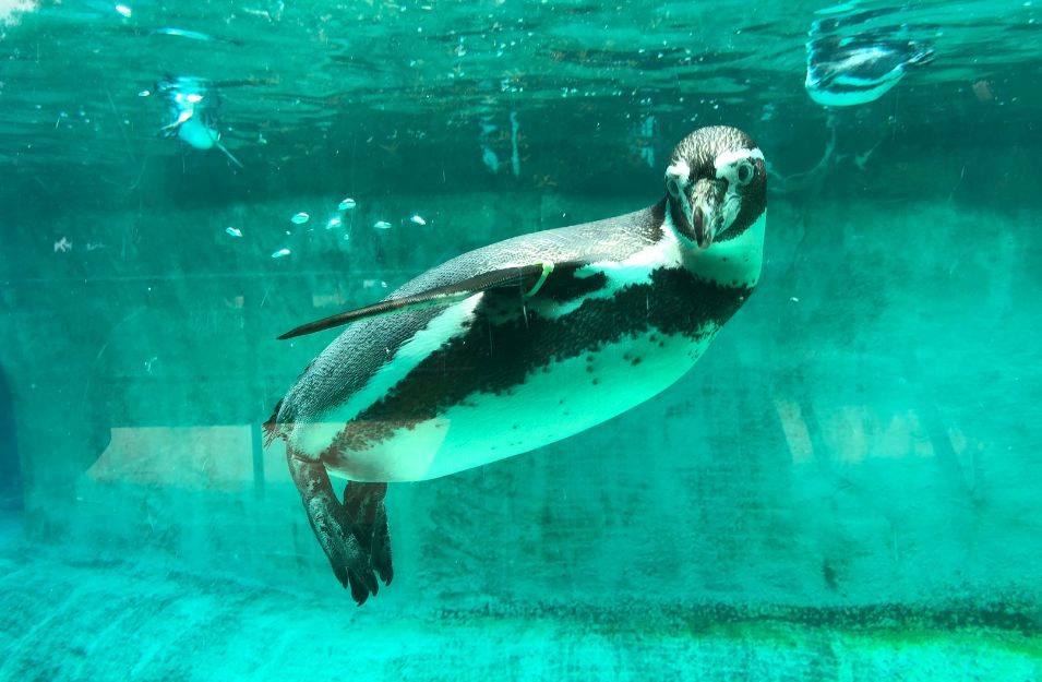 pinguin im zoo © Katie Goettle 