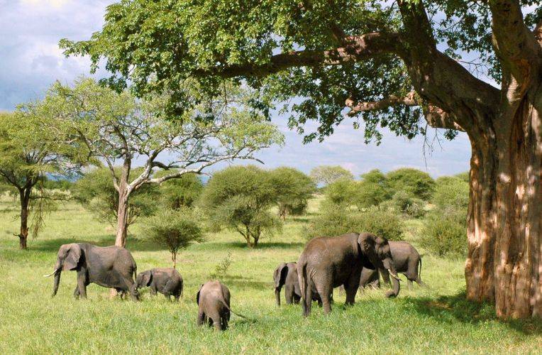Lebendiger Artenschutz: Elefanten in Tansania