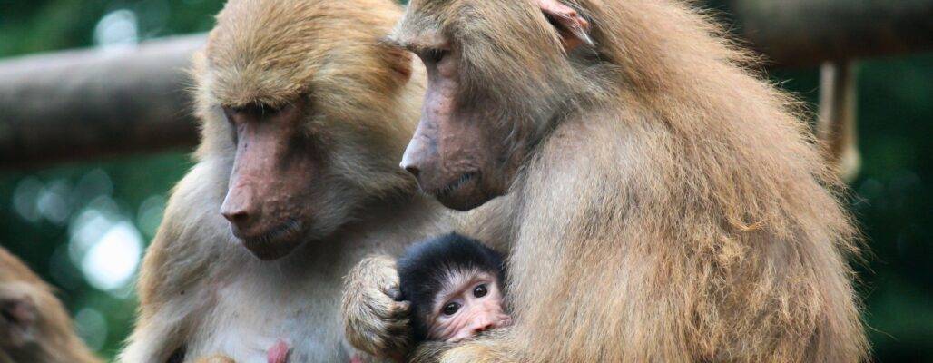 Paviane im Zoo