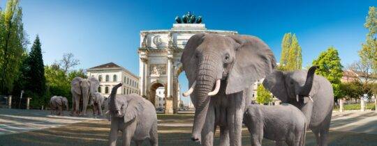 Posse um 20.000 Elefanten aus Botswana für Deutschland