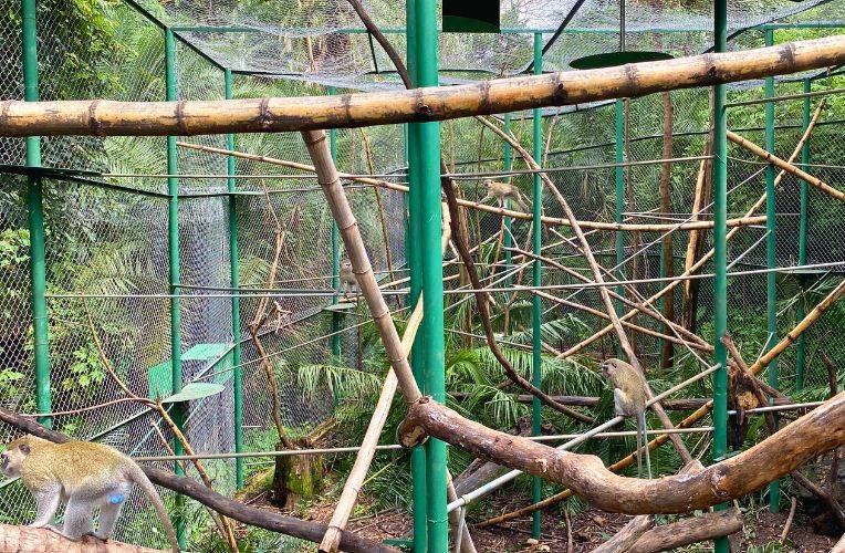 Erfolg Auswilderung im Kongo