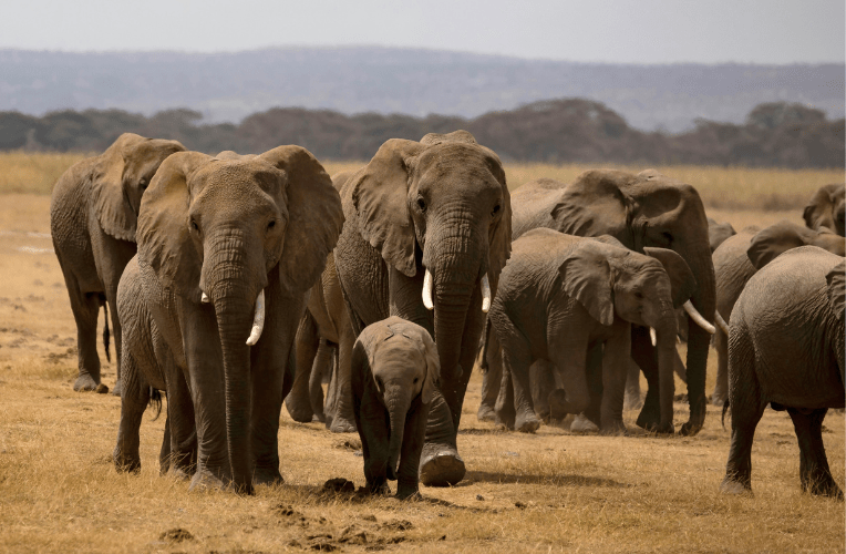 Elefanten im Amboseli Nationalpark. Super-Tusker & große Elefantenbullen spielen eine wichtige Rolle im Sozialgefüge © Mariola Grobelska