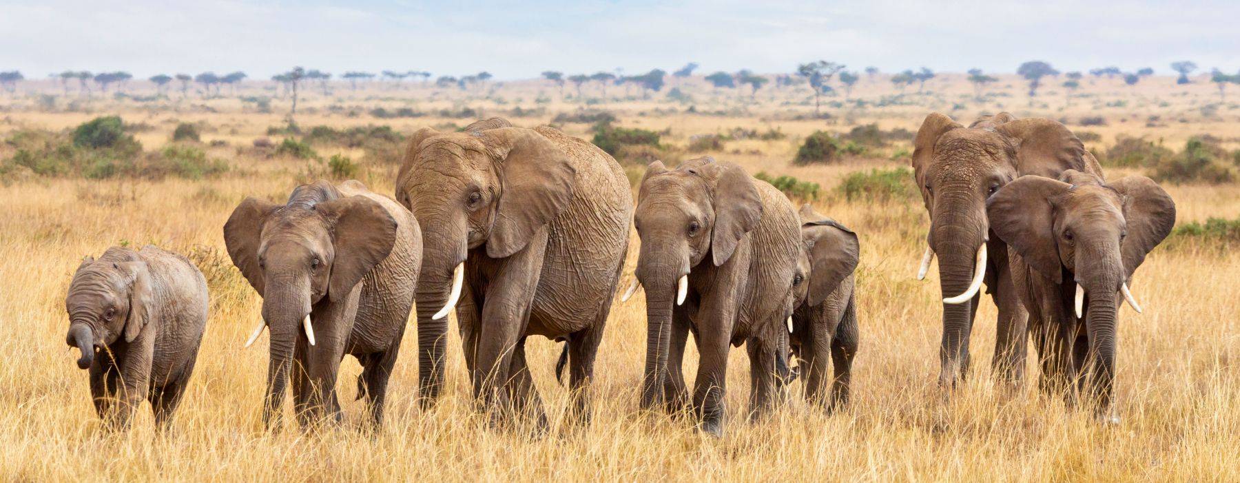 Elefantenherde Afrika © Rixipix