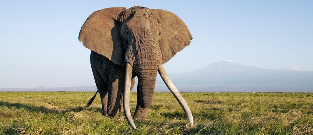Jagd auf letzte Super-Tusker Elefanten