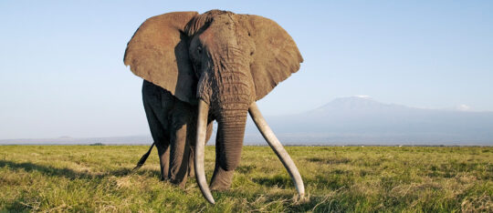 Jagd auf letzte Super-Tusker Elefanten