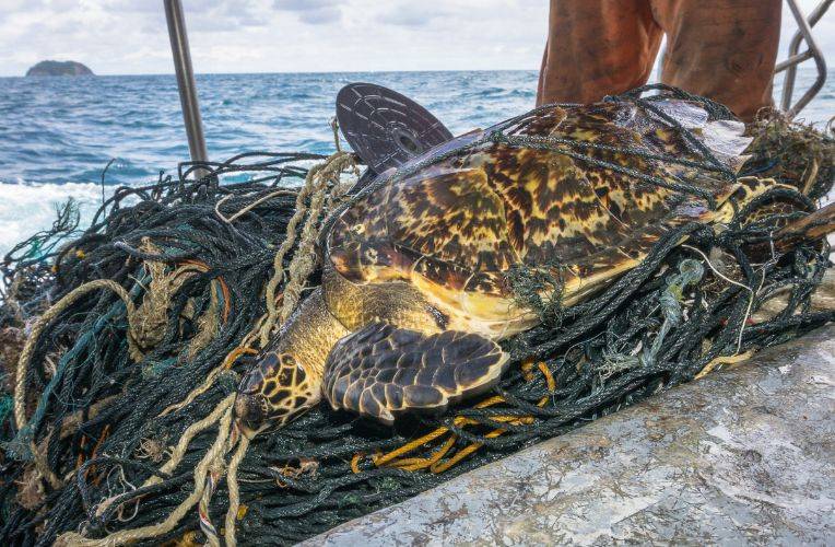 Gefährdete Karettschildkröte verheddert sich als Beifang in einem weggeworfenen Fischernetz © Placebo365
Argumente gegen Fischkonsum