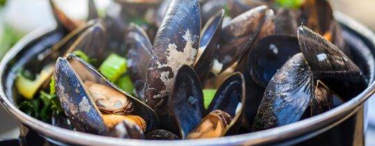 Wie gesund sind Fisch und Muschel?