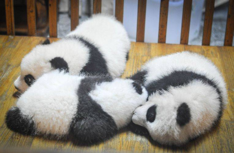 Chengdu Research Base of Giant Panda Breeding, China © Travel Coffee Book