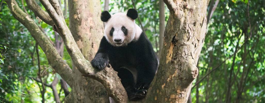 Großer Panda