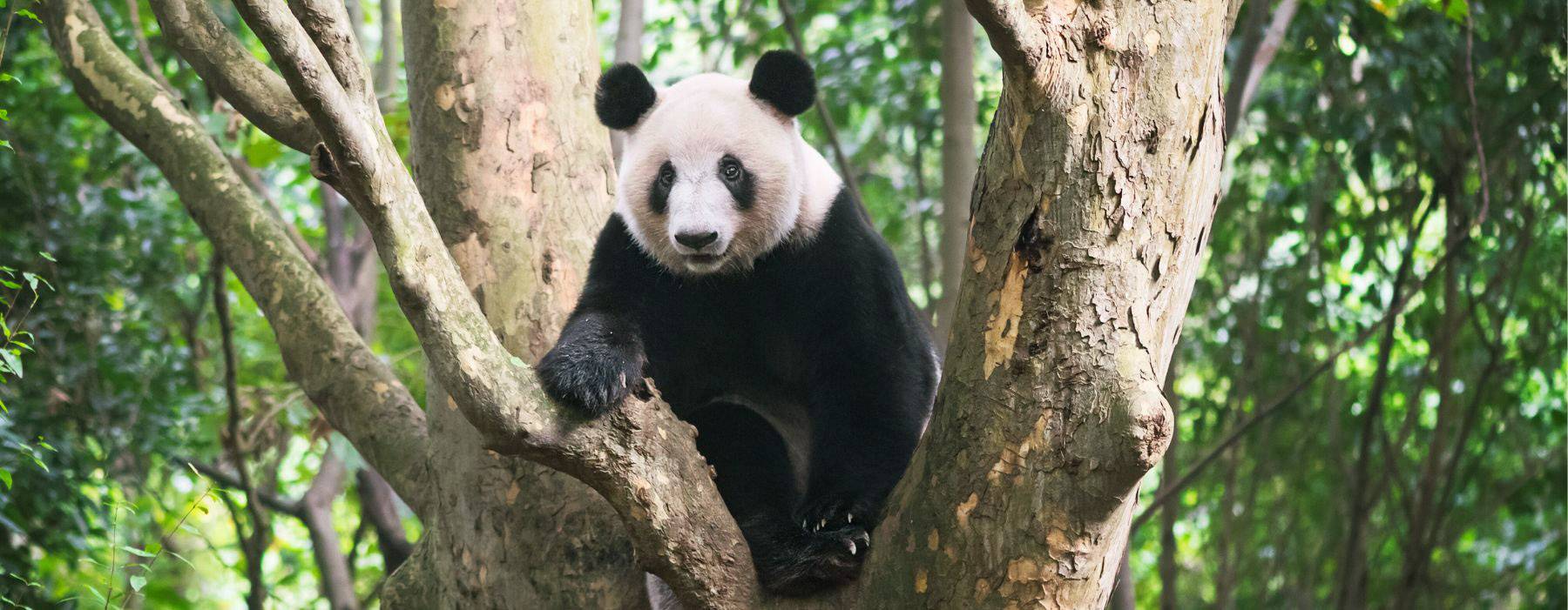 Giant Panda © Philippe Lejeanvre