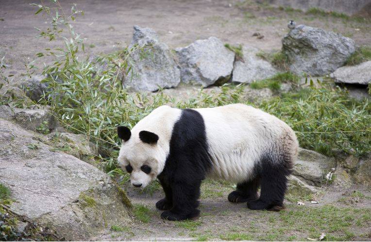 Panda, Zoo Berlin © Richard_Laurence