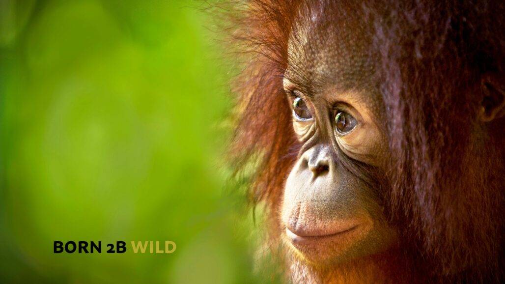 Orang-Utan als Bildschirm-Hintergrund