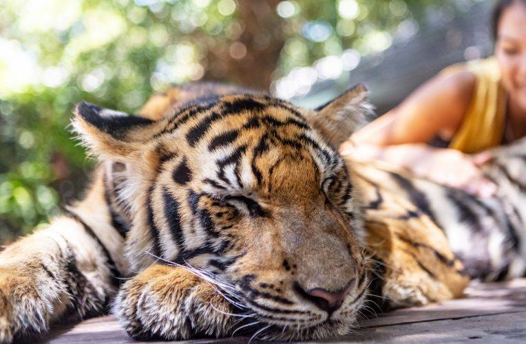 Seriöse Auffangstationen? Tiger streicheln © webphotographeer