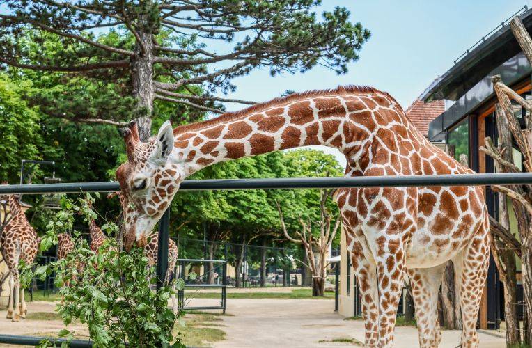 Zoos wollen mehr Tiere töten - auch Giraffen © pixelshot