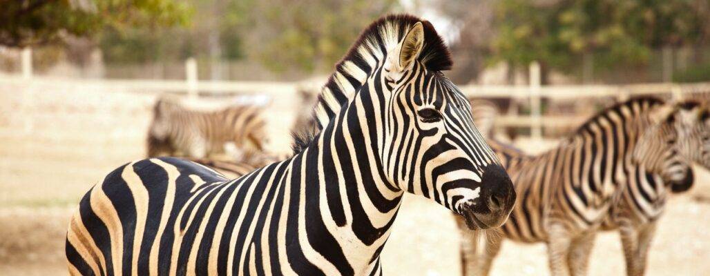 Zoos wollen mehr Tiere töten