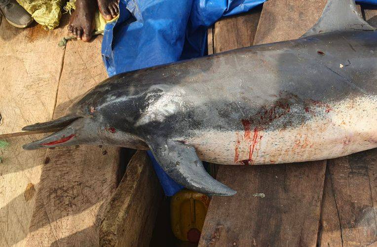 Schlankdelfin: Delfinjagd in Ghana
