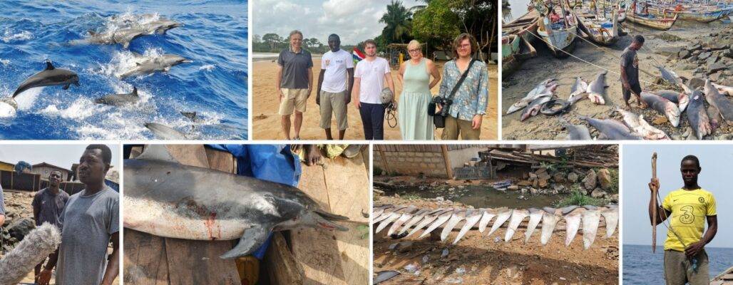 Delfinjagd in Ghana