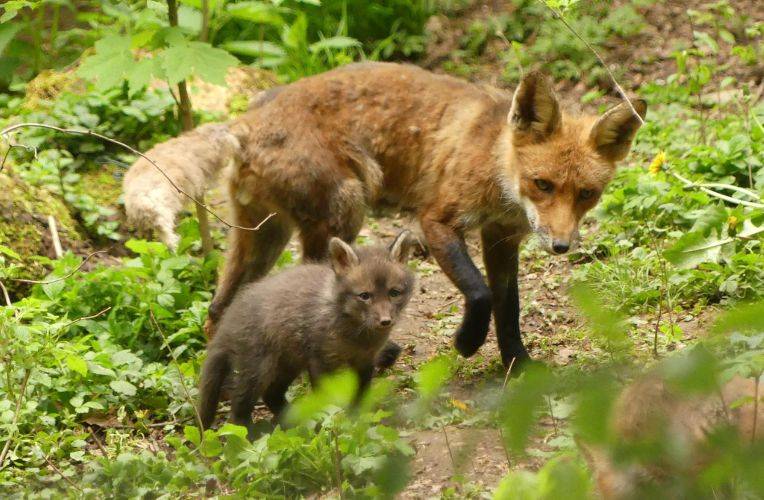 Fuchs: Vergiftung von Wildtieren
