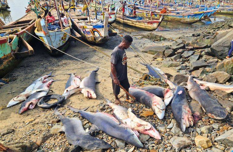 Jagd auf Haie Ghana