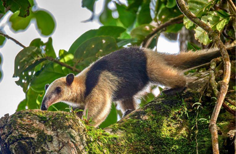 Wildtiere für Privatzoo: Großer Ameisenbär (Tamandua)