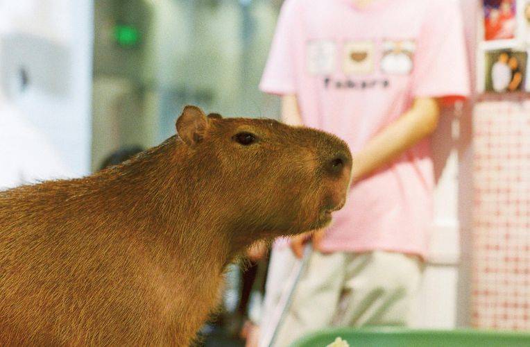 Capybara Zoo-Café