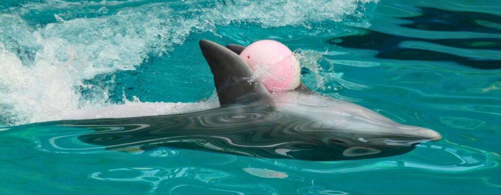 Delfinarien und Delfinshows in Deutschland