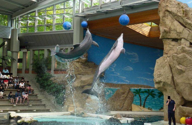 Delfin-Show Zoo Duisburg