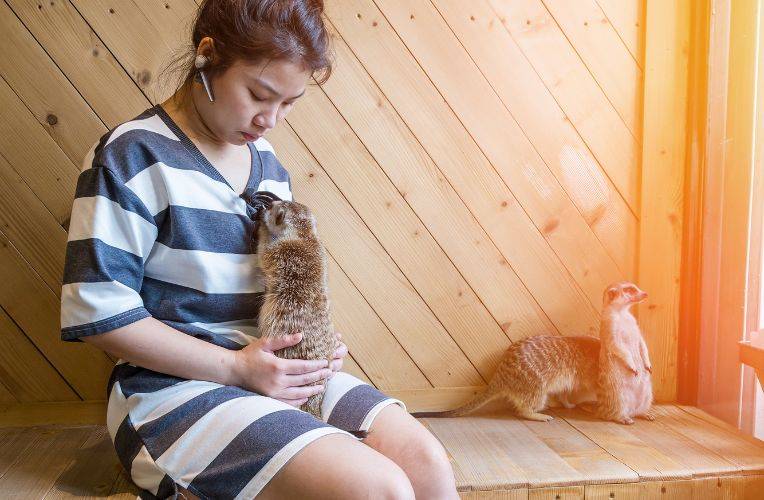 Erdmännchen im Little Zoo Cafe, Bangkok