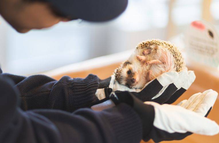 Tiercafés: Igel-Cafe in Tokio