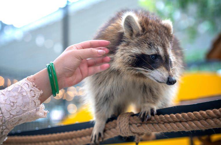 Waschbär