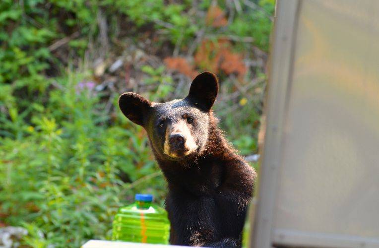 Bärenkind auf Essenssuche am Campingplatz