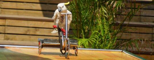 Keine Show mit Wildtieren