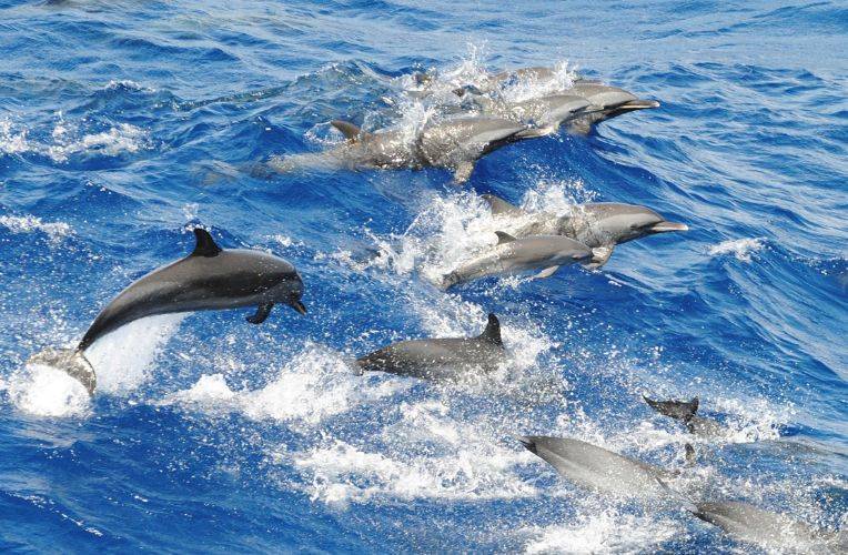 Ghana: Delfinschutz
