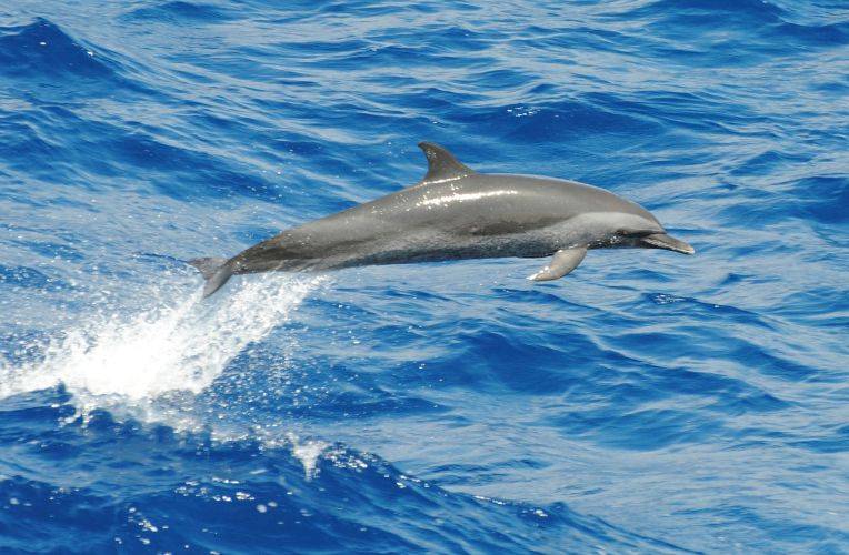 Schlankdelfin © Marilia Olio CC 3.0