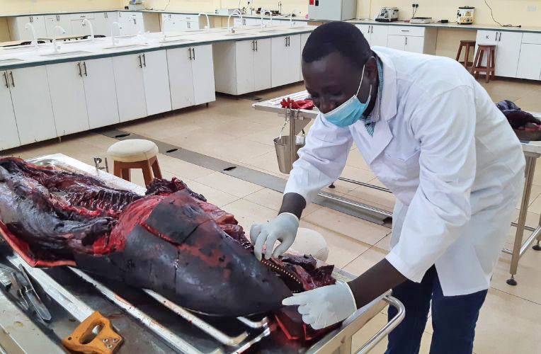Dr. Isaac Okyere Laboranalyse eines Delfins
