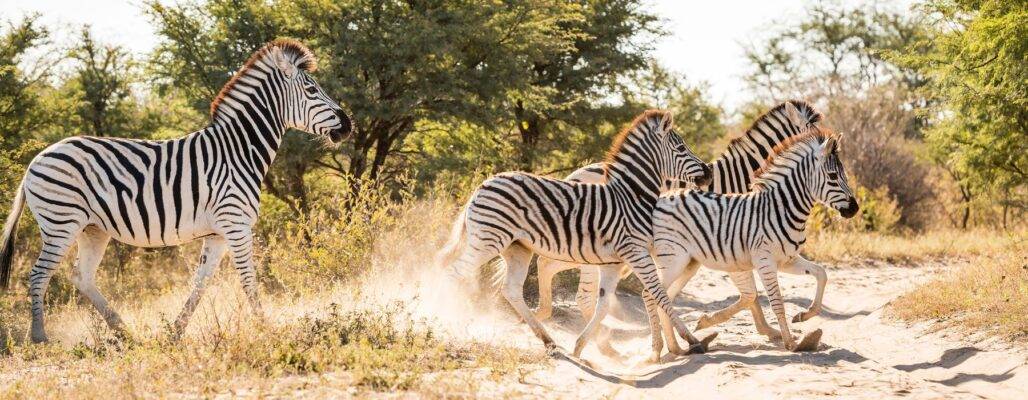 Pro Wildlife