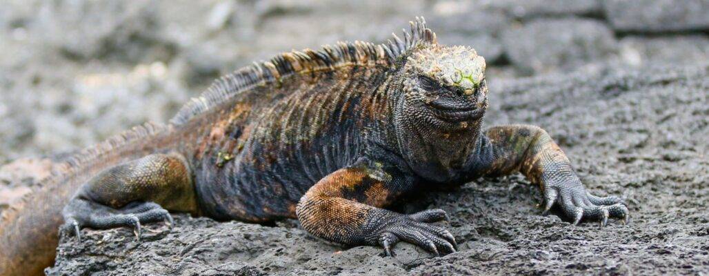 Galapagos-Leguane: Schmuggel, Artenschutz und bedrohte Arten