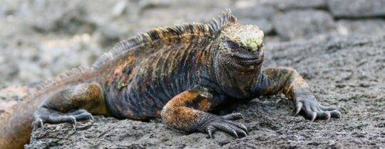 Galapagos-Leguane: Schmuggel, Artenschutz und bedrohte Arten