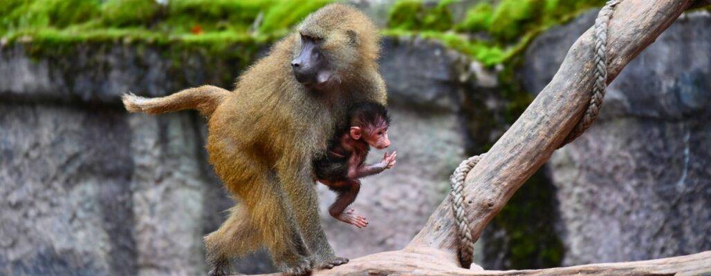 Tötung gesunder Zootiere stoppen!
