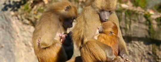 Tiergarten Nürnberg tötet gesunde Paviane: Was Sie dazu wissen sollten  