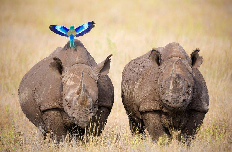 CITES 2025: Spitzmaulnashorn