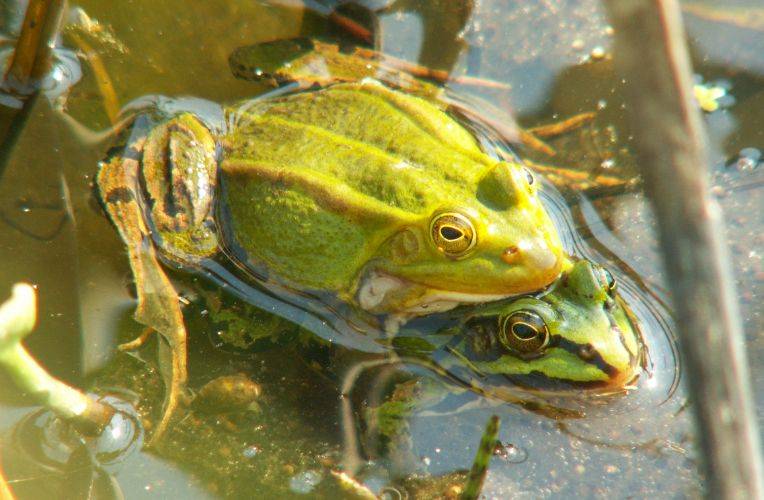 Wasserfrosch CITES
