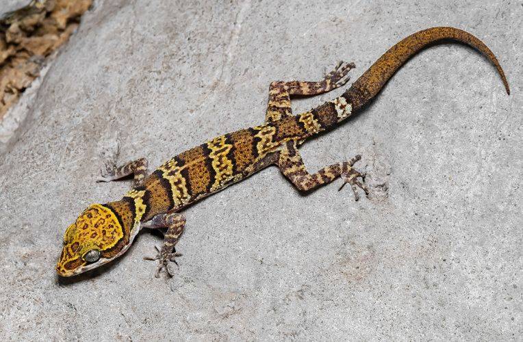 Panitvongs Bogenfingergecko