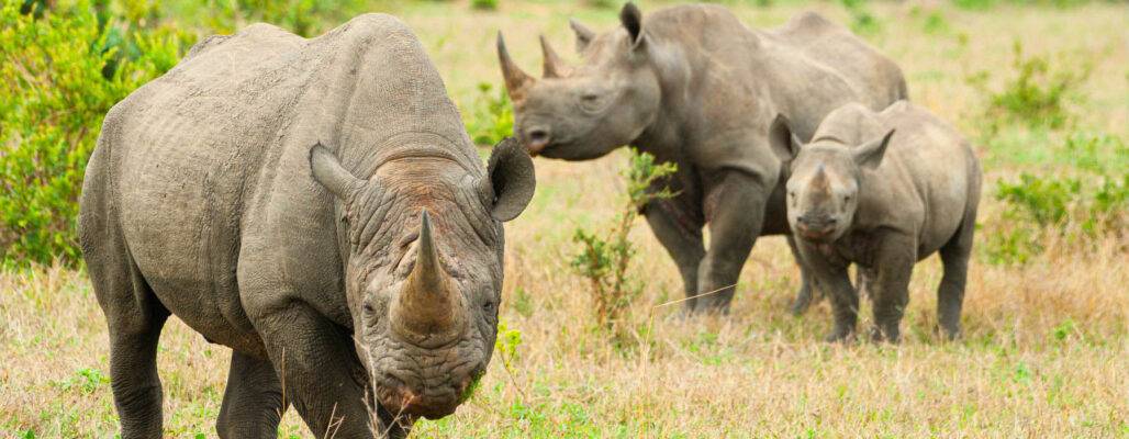 Jetzt spenden – damit kein Tier für Horn oder Elfenbein sterben muss