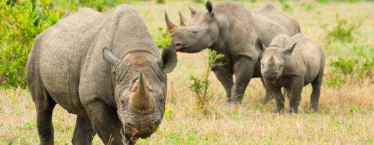 Jetzt spenden – damit kein Tier für Horn oder Elfenbein sterben muss