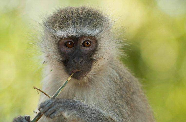 Weihnachtsgeschenk: Affen-Patenschaft zu Weihnachten