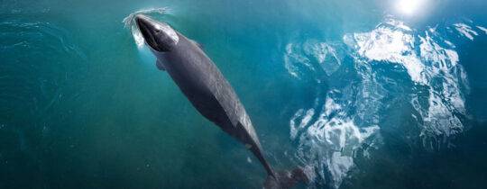 Schweinswale in Nord- und Ostsee: Dreifache Gefahr