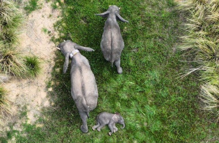Die Elefantendame Chamilandu mit ihren beiden Kindern