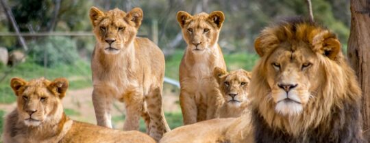 Löwenfarmen: Tierquälerei für den Tourismus